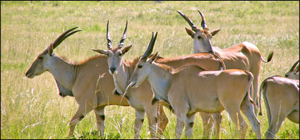 Eland Antelope